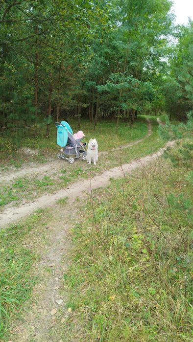 Самоїд дівчинка для в'язкі