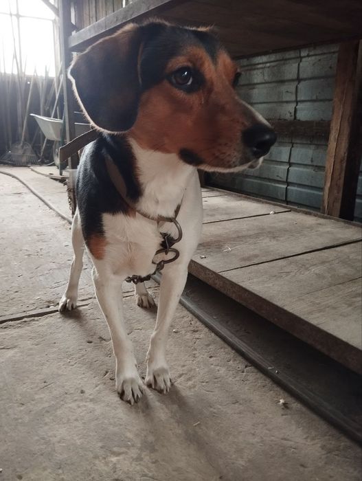 Фоксхаунд, девочка