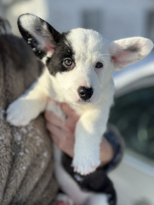 Ассоль- вельш коргі кардиган