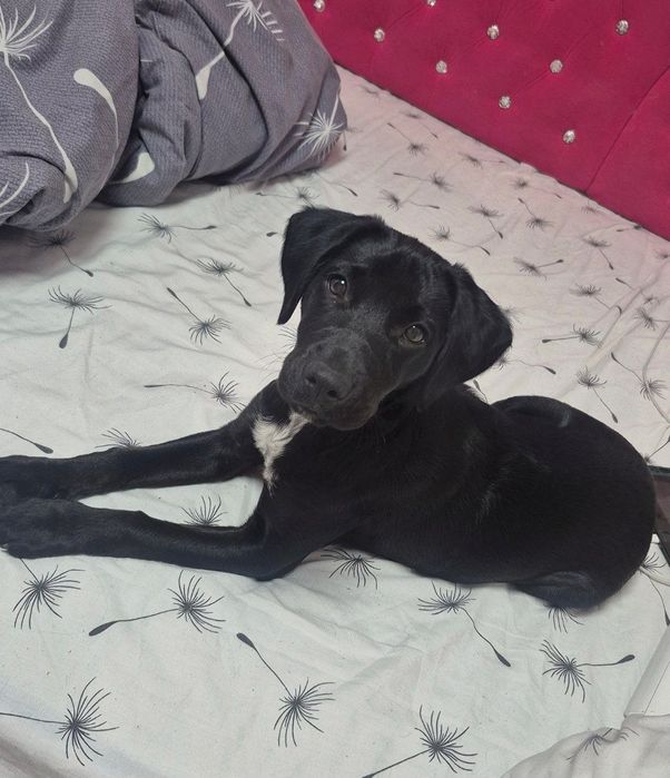 Отдам собаку в хорошие руки