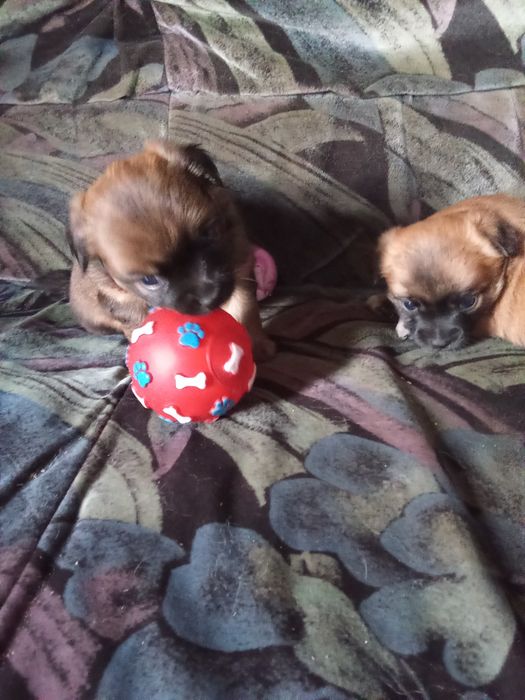 Продаються собачки