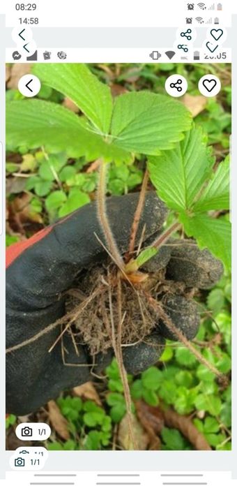 Poziomki 15szt sadzonek.