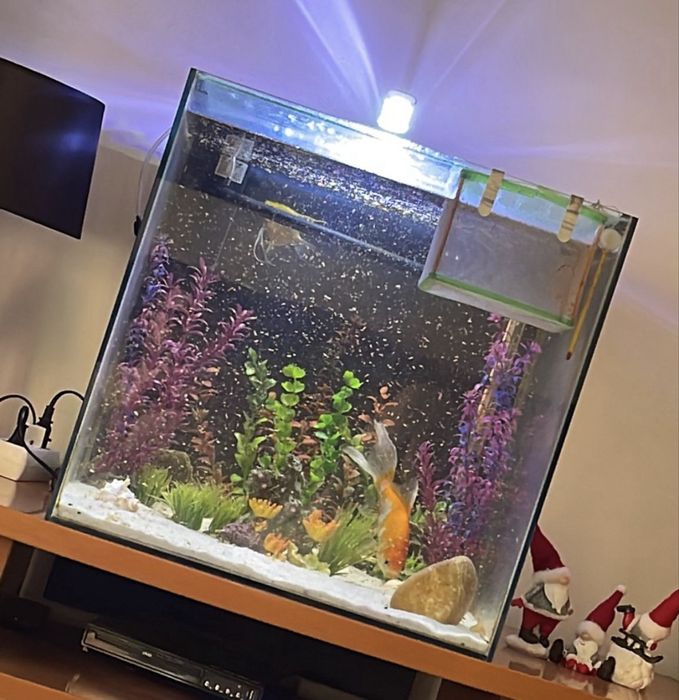 Aquario cubo 50x50x50