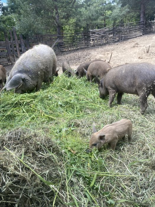 Продам поросят мангалиця-дюрок