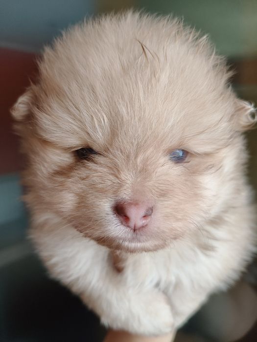 Spitz alemão menino Red Merle