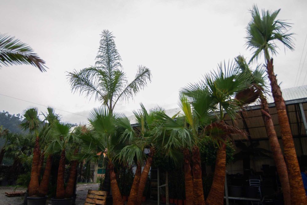 Palmeiras Grande Porte - Multitroncos - Todas as espécies