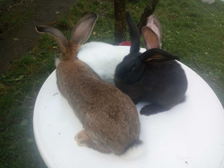 Mam do sprzedania króliki samce i samiczki