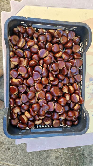 Castanhas do produtor