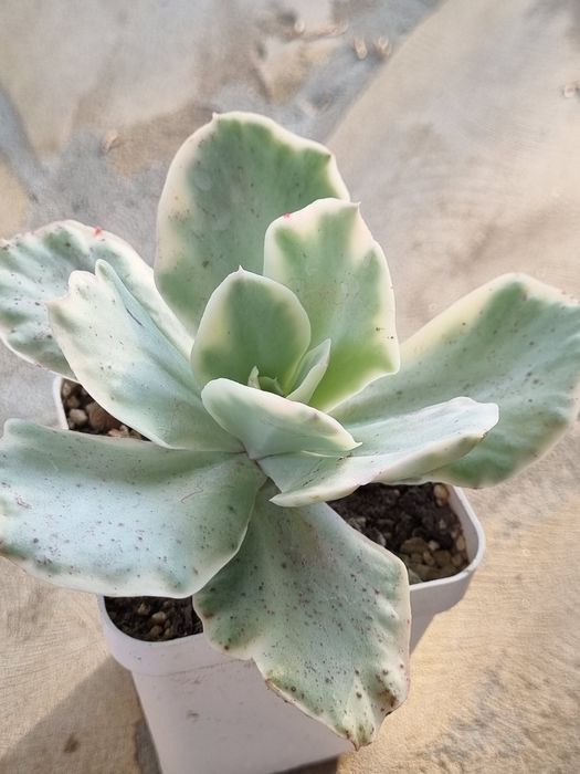 Echeveria Эхеверия
