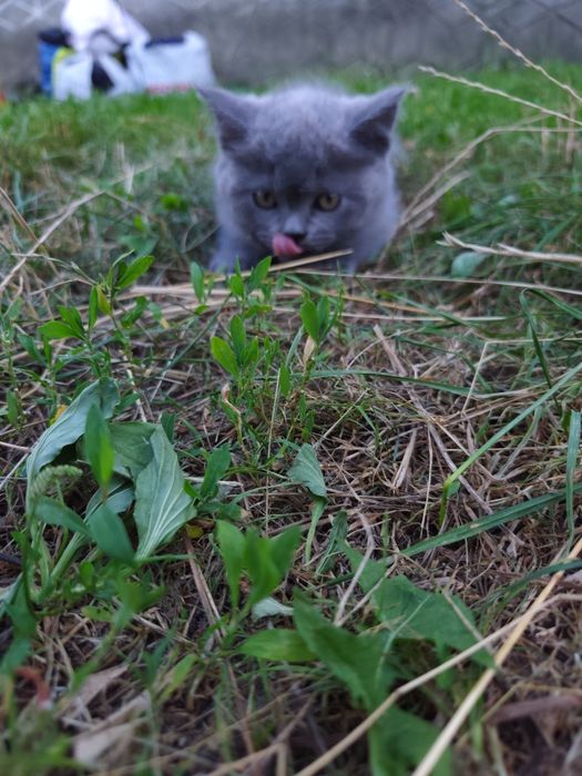 Чистокровне шотландське прямовухе кошеня (Scottish Fold)