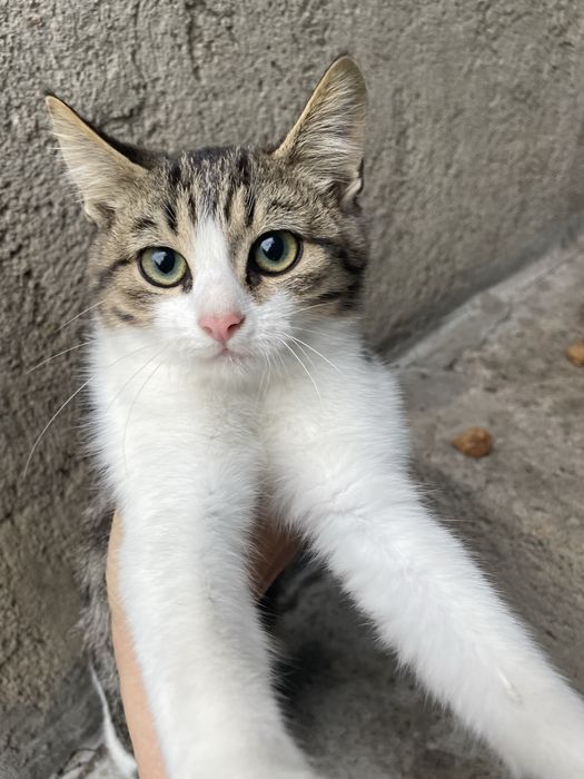 Кошенята шукають родину