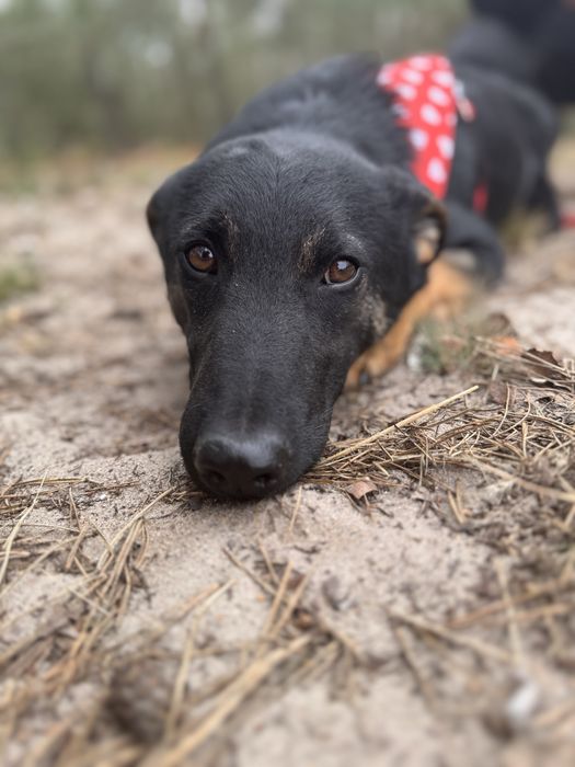 Mambuś prosi o domek. Uratuj adoptuj ze schroniska!