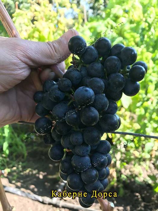 Виноград для соку та вина (саджанці технічних сортів)