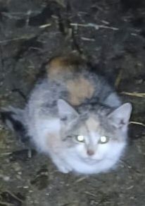 Koty kotki Kot  kotek