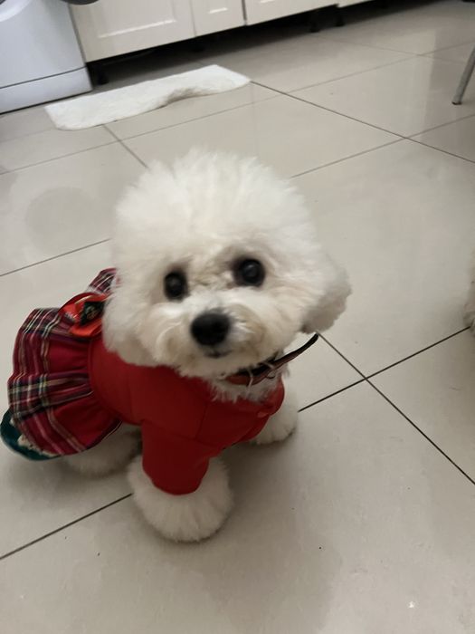 Продам міні бішон хлопчик