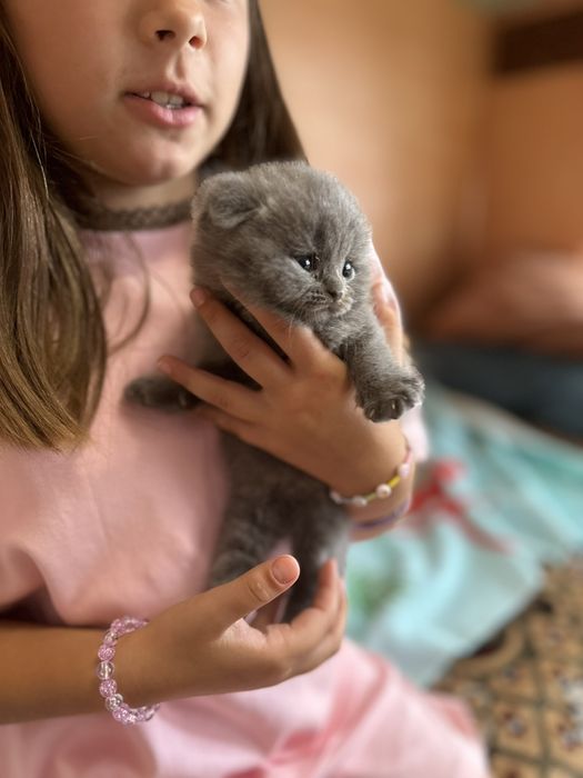 Британские котята