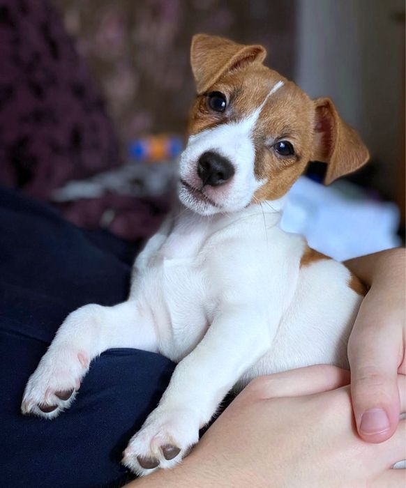 Джек Рассел розкішні малюки