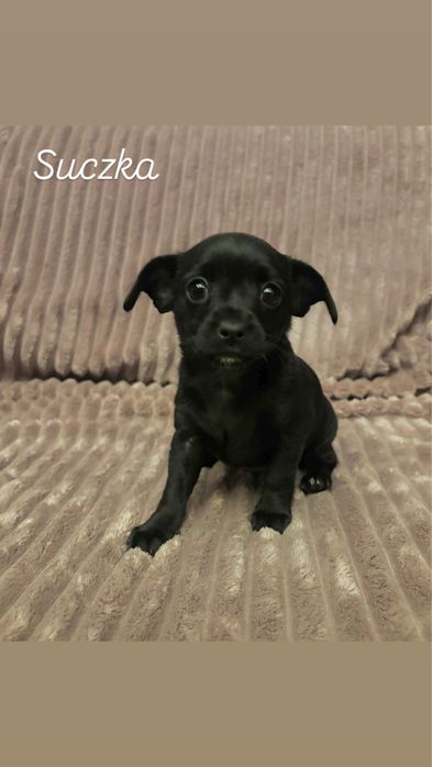 szczeniaki  Zarezerwowane