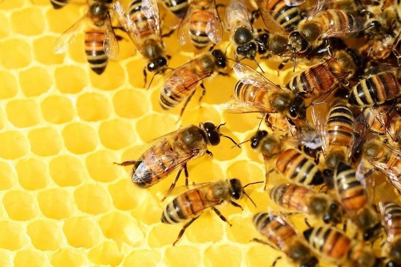 Продам бджолосімї