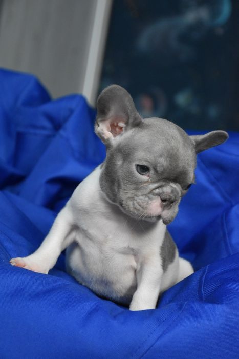 французький бульдог милий хлопчик