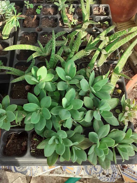 suculentas de varias variedades