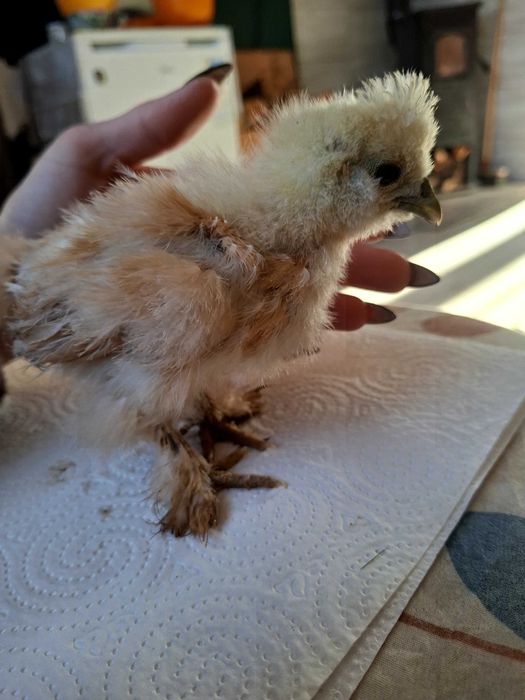 Silki kurczaki 5 tygodniowe