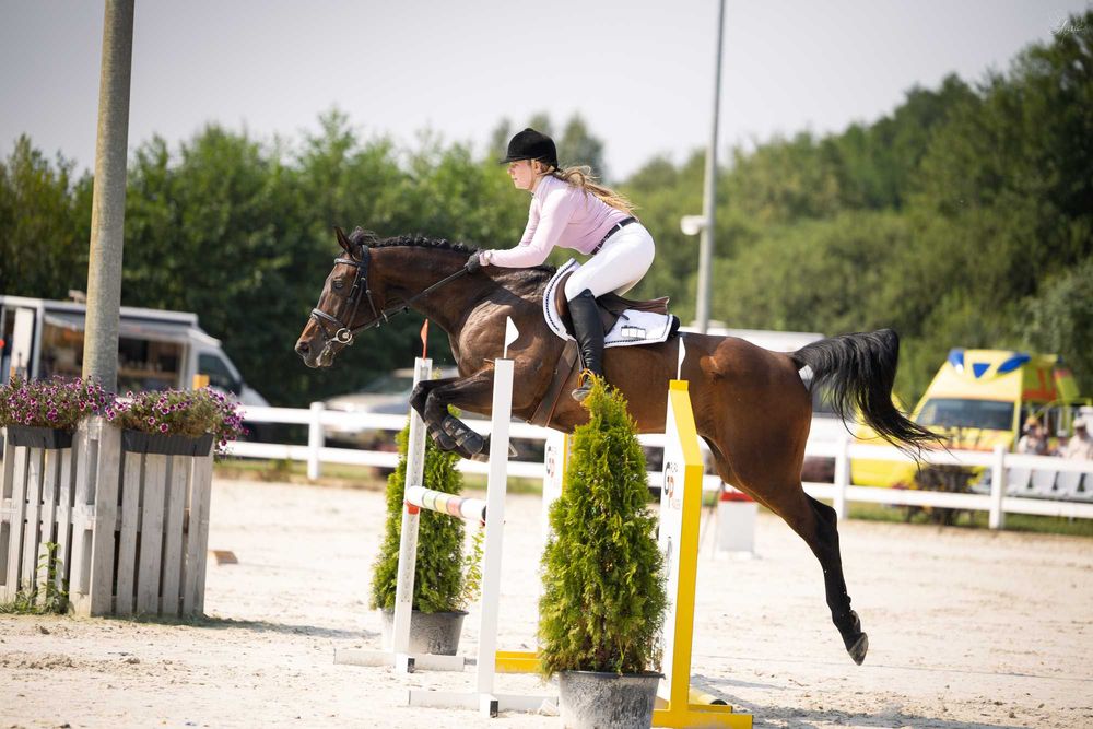 11-letni wałach do ambitnej rekreacji i małego sportu