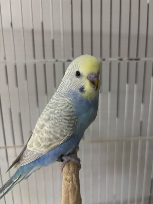 Periquitos varias mutaçoes