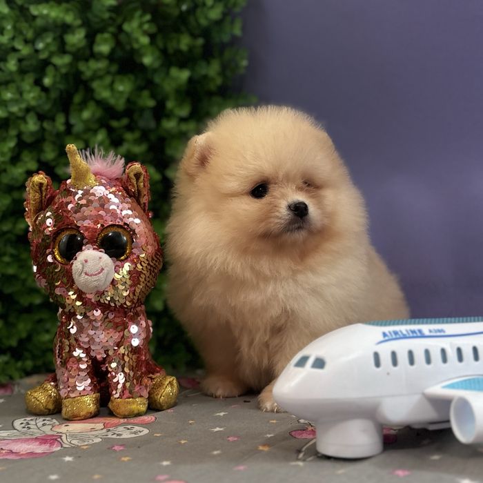 лялькова дівчинка тип ведмедика