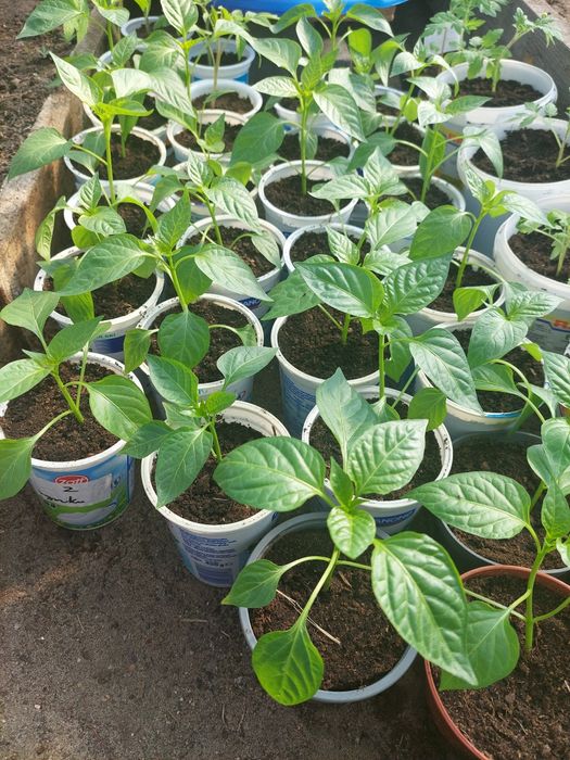 sadzonki papryki czerwonej podłużnej