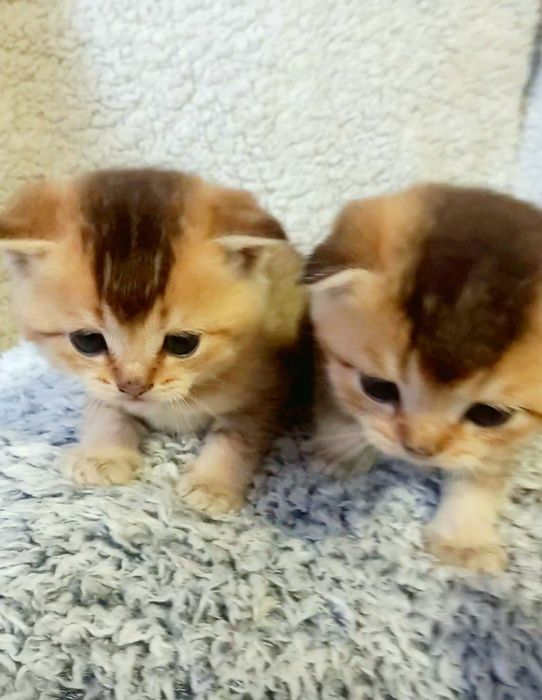 ШИКАРНИЙ котик жде дівчаток.