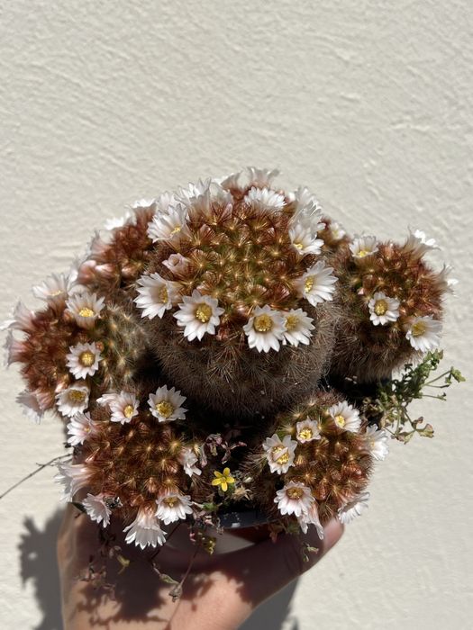 Cactos e suculentas