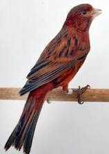 Vendo canários bronze