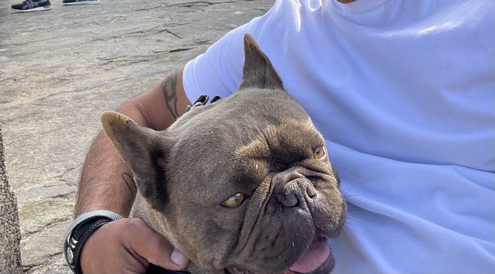 Bulldogue frances  para montas