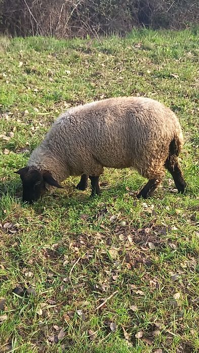 Borrega sulfolk femea