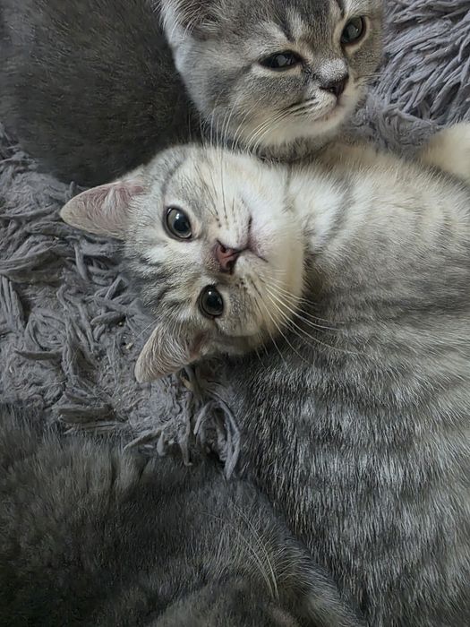 Harry kocurek brytyjski cętkowany WCF