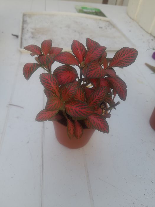 Planta natural lindíssima.