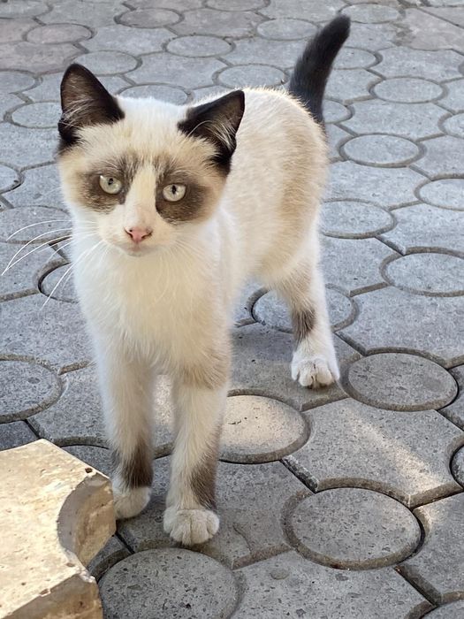 Отдам котят в хорошие руки.