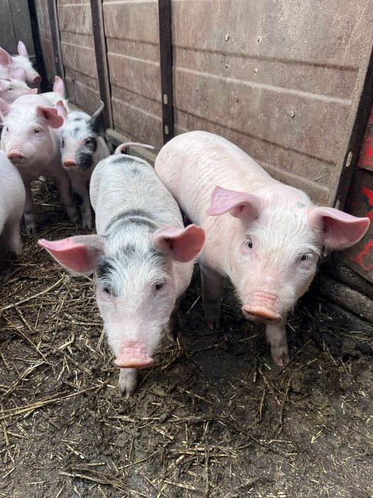 Продам поросят петрени