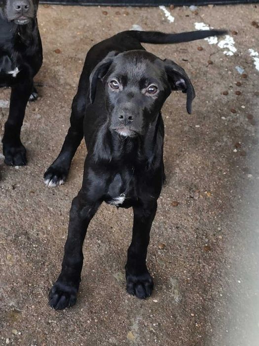 BEBÉ 3 (Macho, 3 Meses) Para Adoção