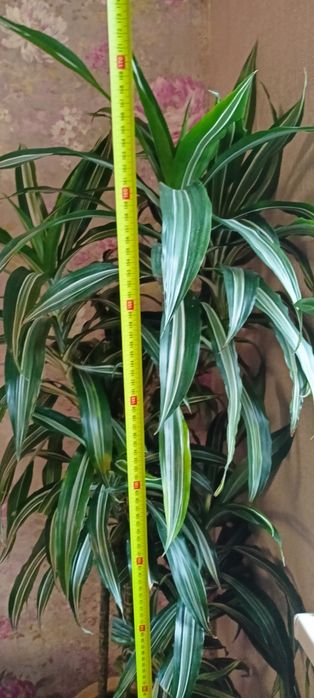 Продам кімнатну квітку драцену 175 см висотою