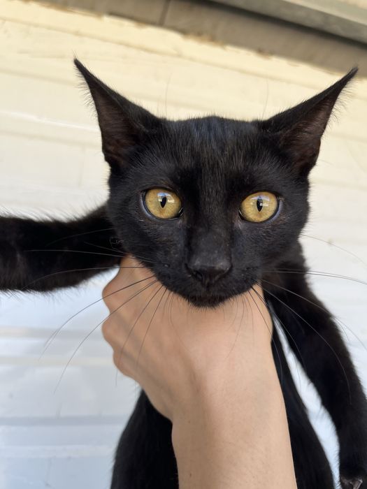 Mogli- Gatinho bebé para Adoção