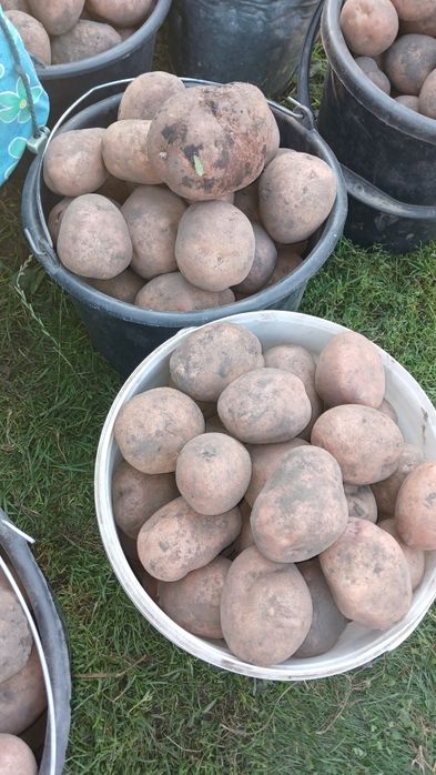 Картопля домашня