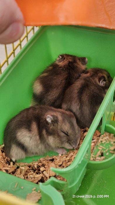 Продаж хом'ячків