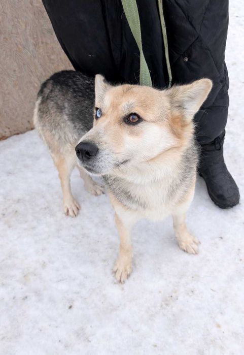 Хаскі метис в добрі руки (дівчинка, молода, активна, не на ланцюг)