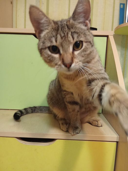 Стерилизованная кошка-подросток табби ищет дом! Котята в хорошие руки