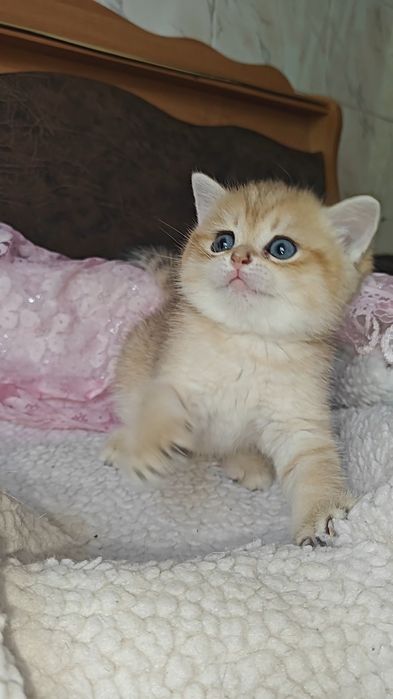 Чистокровні  кошенятазолотої і сріблястої шиншили