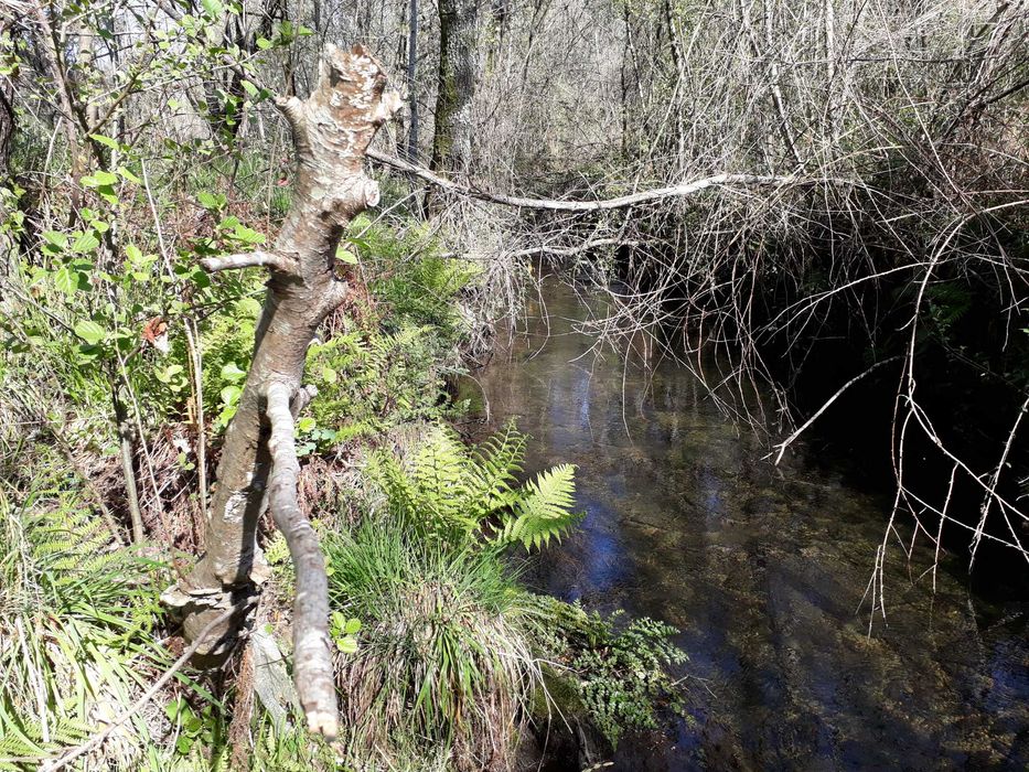 Terreno / Quinta , Penafiel, perto do Porto, 8000 m2, 30 000€