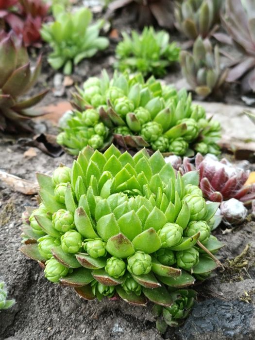 Вуличні Квіти Sempervivum  Вічноживучий  Молодила Кам'яна троянда молодило каменная роза молодило