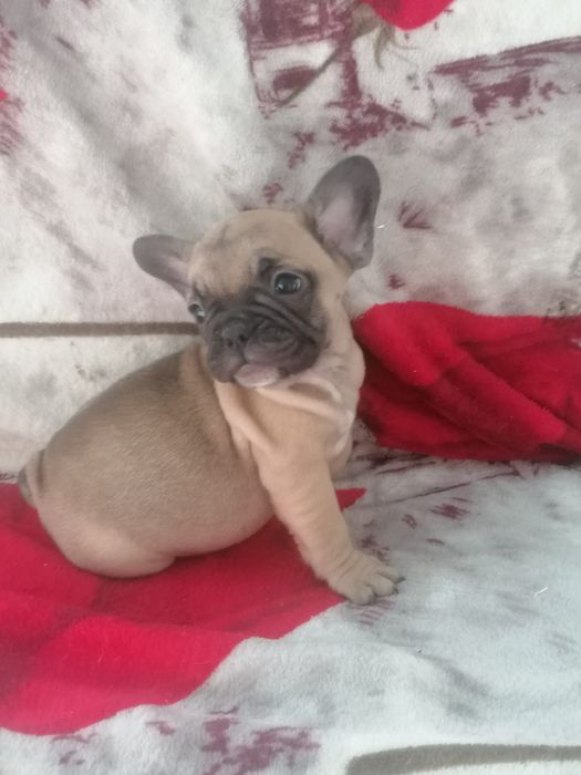 Bulldog francês faune  Miniatura